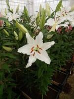 [4334 Meriva TL VZ No01.JPG]